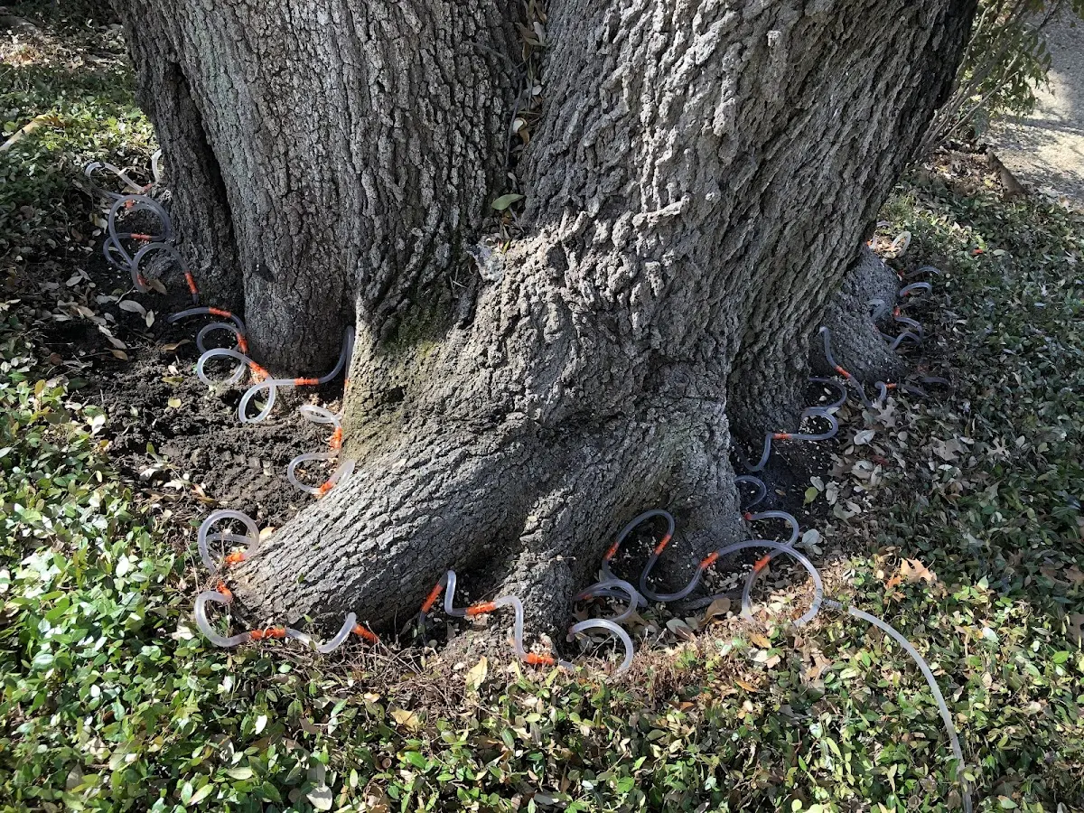 Detailed Tree Cabling and Bracing job site in Derby Line