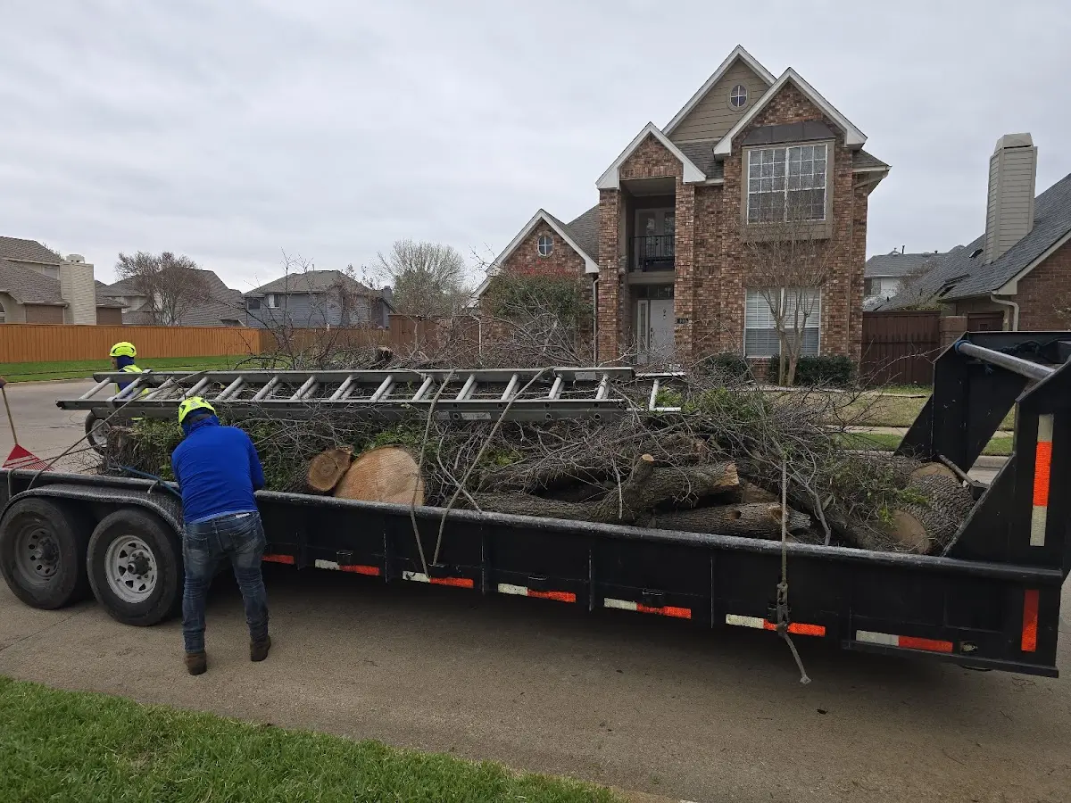 Expert Tree Removal with proper safety equipment in Derby Line
